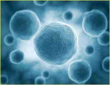 脐带间充质干细胞