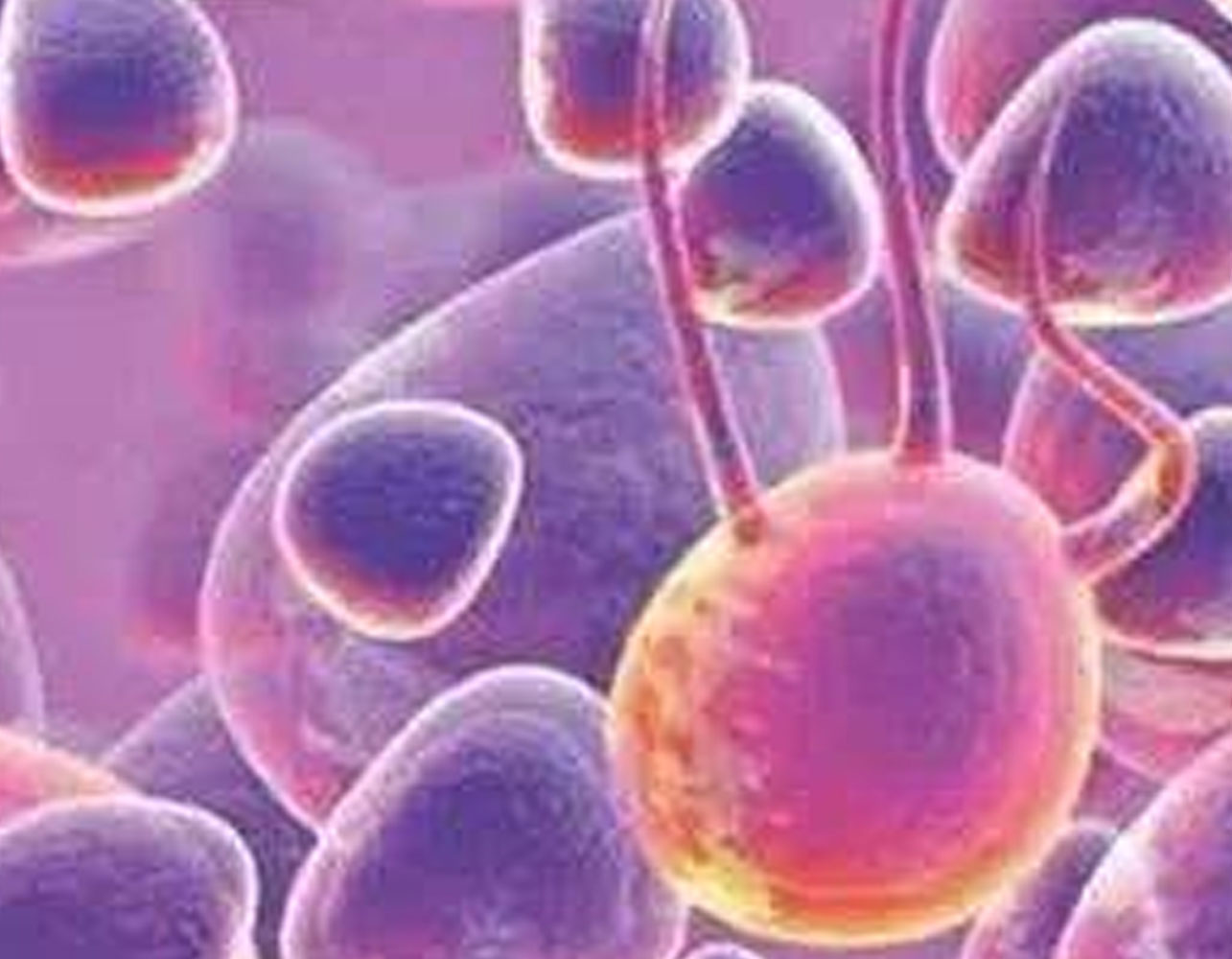 脂肪间充质干细胞